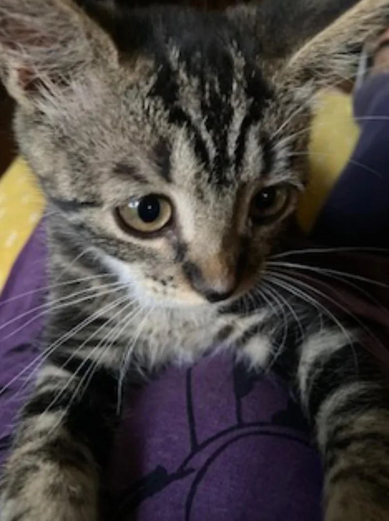 Lily thumbnail 4