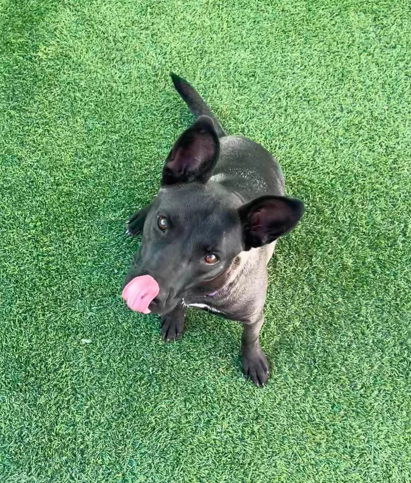 A young medium-sized female Brown / Chocolate Australian Shepherd dog named Tabouli for adoption in Phoenix, AZ