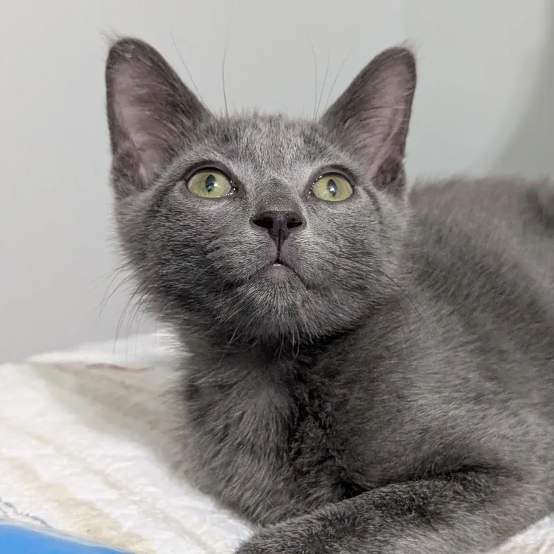 A baby small-sized male Gray / Blue / Silver Domestic Short Hair cat named Ted for adoption in Long Beach, CA