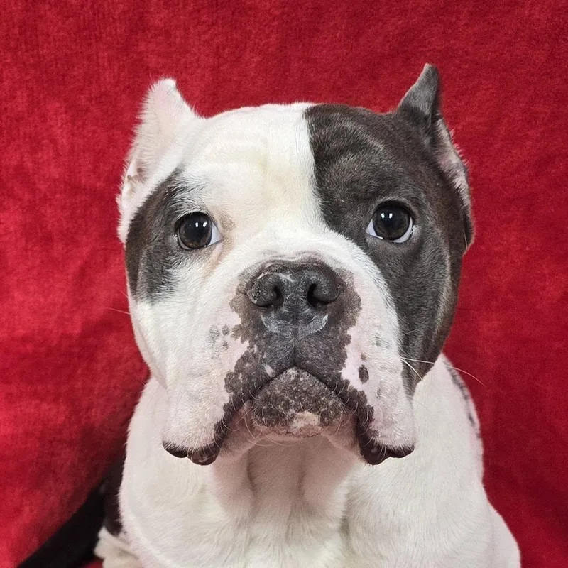 An adult medium-sized male American Bully dog named Apollo for adoption in Frankfort, IN