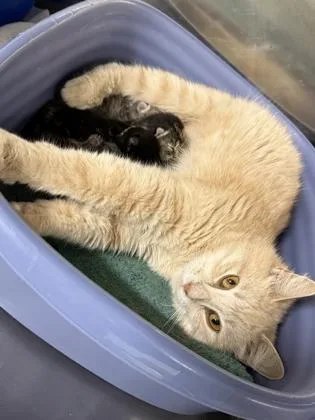 An adult medium-sized female Domestic Short Hair cat named Osaka for adoption in Cumberland, MD