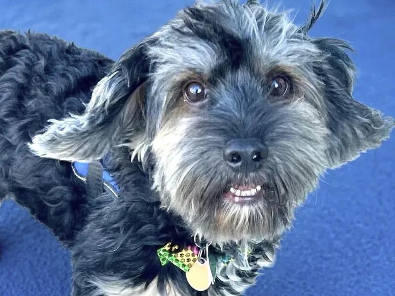 An adult small-sized male Gray / Blue / Silver Yorkie Poo dog named Leo for adoption in Ladson, SC