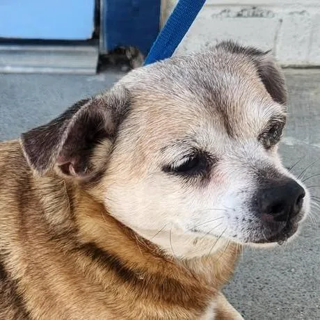A senior small-sized male Brown / Chocolate Chihuahua dog named 26-690 for adoption in Los Banos, CA