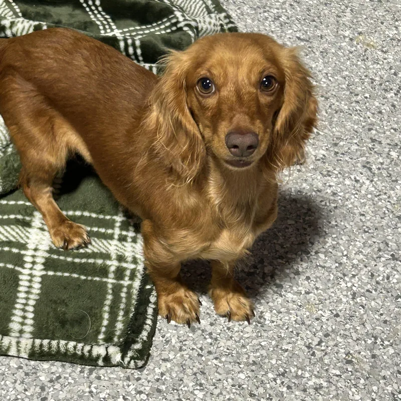 An adult small-sized female Red / Chestnut / Orange Miniature Dachshund dog named Sandy . lbs for adoption in Antwerp, OH