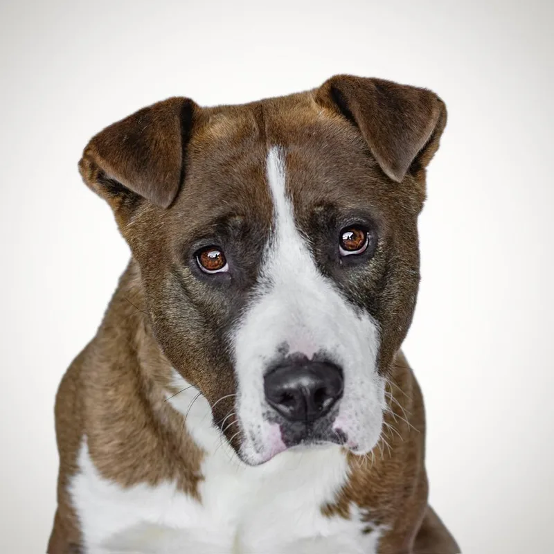 An adult large-sized male Pit Bull Terrier dog named Rocky for adoption in Tehachapi, CA