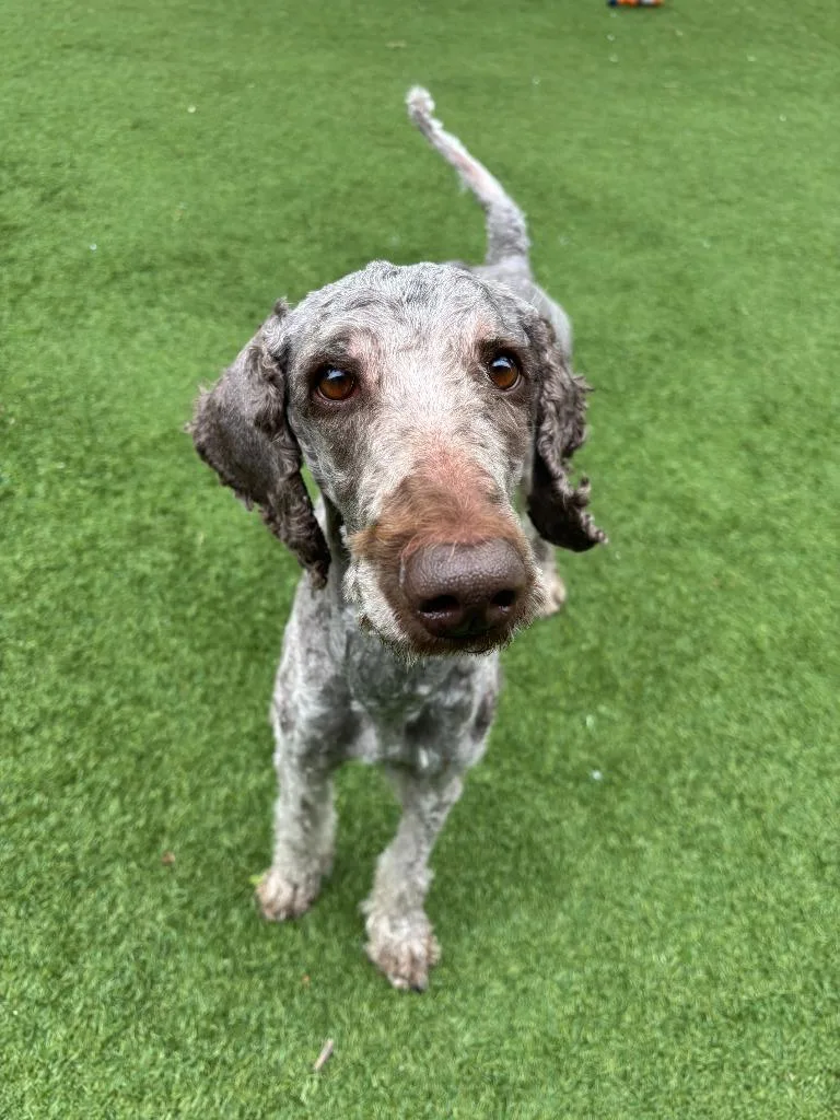 A young large-sized male Poodle dog named Chewbacca for adoption in Little Elm, TX