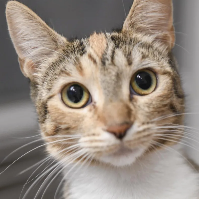 A young medium-sized female Calico Domestic Short Hair cat named Hobble for adoption in Redwood City, CA