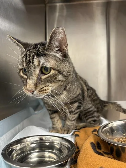 A senior small-sized female Domestic Short Hair cat named Delilah for adoption in Indianapolis, IN