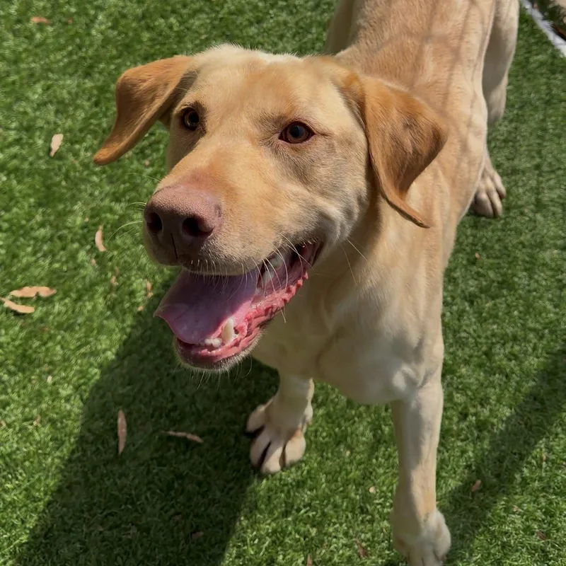An adult large-sized male Yellow / Tan / Blond / Fawn Labrador Retriever dog named Charlie for adoption in Newnan, GA