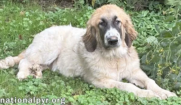A baby large-sized male Great Pyrenees dog named Macintosh in VA  for adoption in Beacon, NY