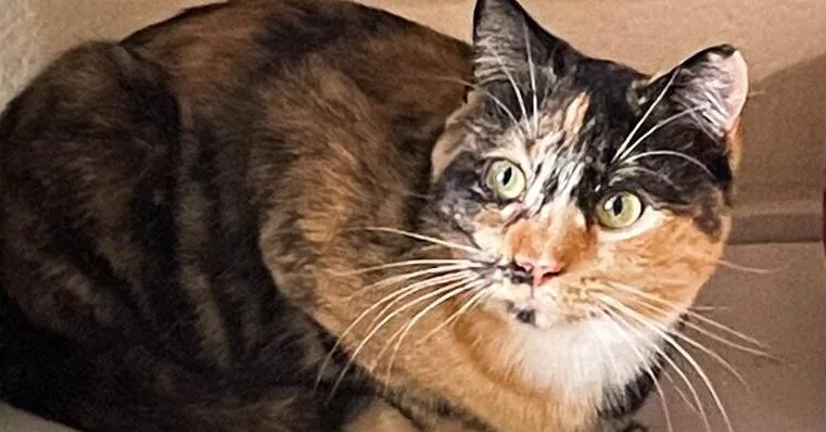 An adult medium-sized female Domestic Short Hair cat named McKayla for adoption in Hartwell, GA