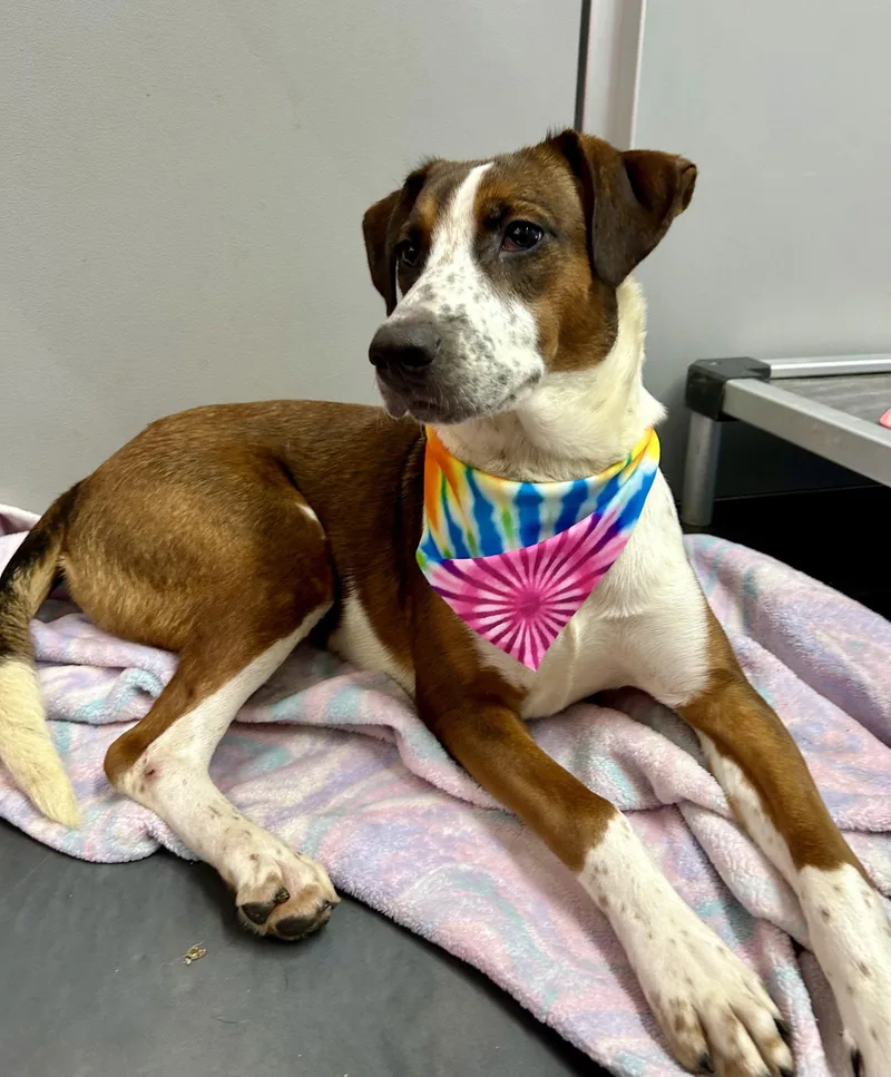 A young medium-sized female Collie dog named Sabrina for adoption in Corning, AR