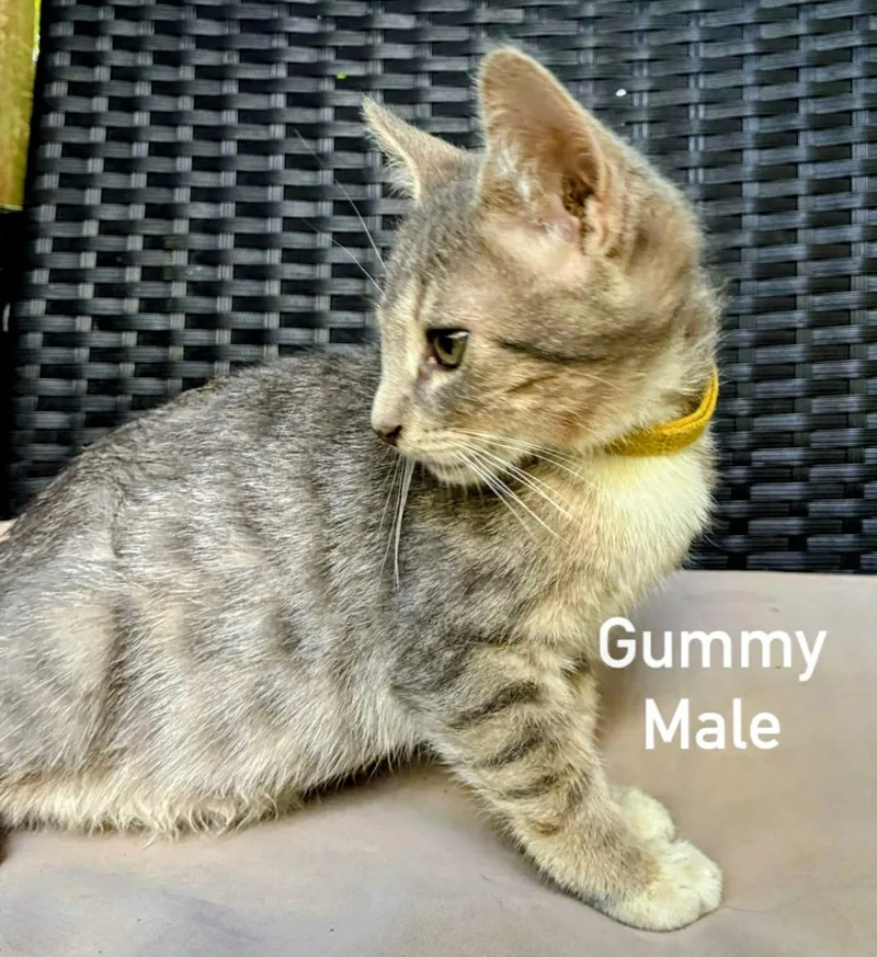 A young medium-sized male Gray & White Domestic Short Hair cat named Gummy for adoption in Binghamton, NY