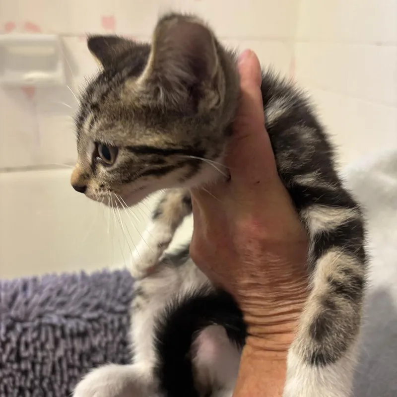 A baby small-sized male Brown / Chocolate Domestic Short Hair cat named Stanley for adoption in Jupiter, FL