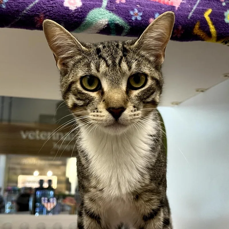 A young small-sized female Brown / Chocolate Domestic Short Hair cat named Daisy for adoption in Temecula, CA