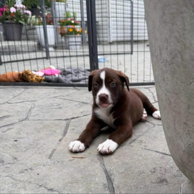 A baby medium-sized female Brown / Chocolate Hound dog named Pebbles for adoption in Joliet, IL