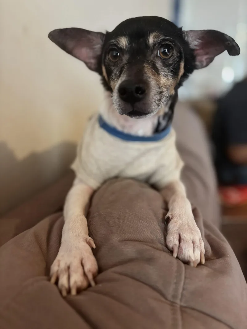 Cooper
