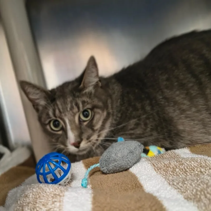 An adult large-sized male Gray / Blue / Silver Domestic Short Hair cat named Simba for adoption in Springfield, MA