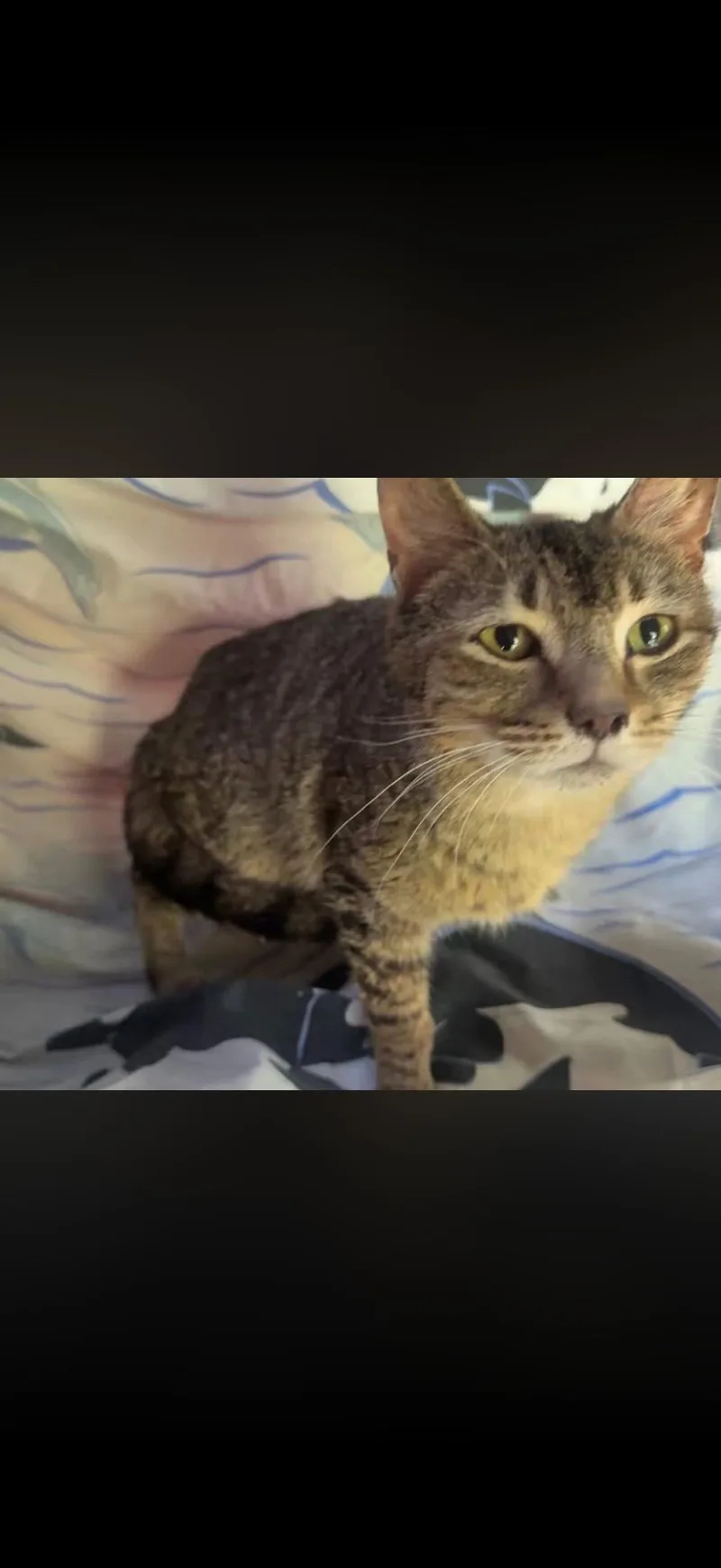 An adult medium-sized female Bengal cat named Tabby for adoption in Long Bottom, OH