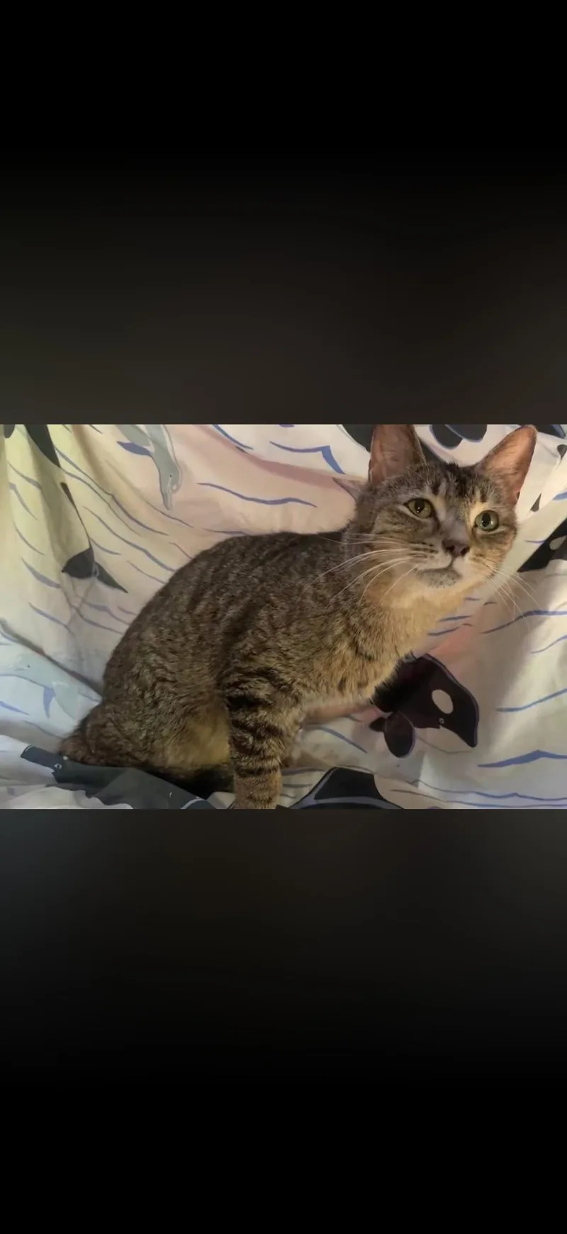 Tabby thumbnail 2