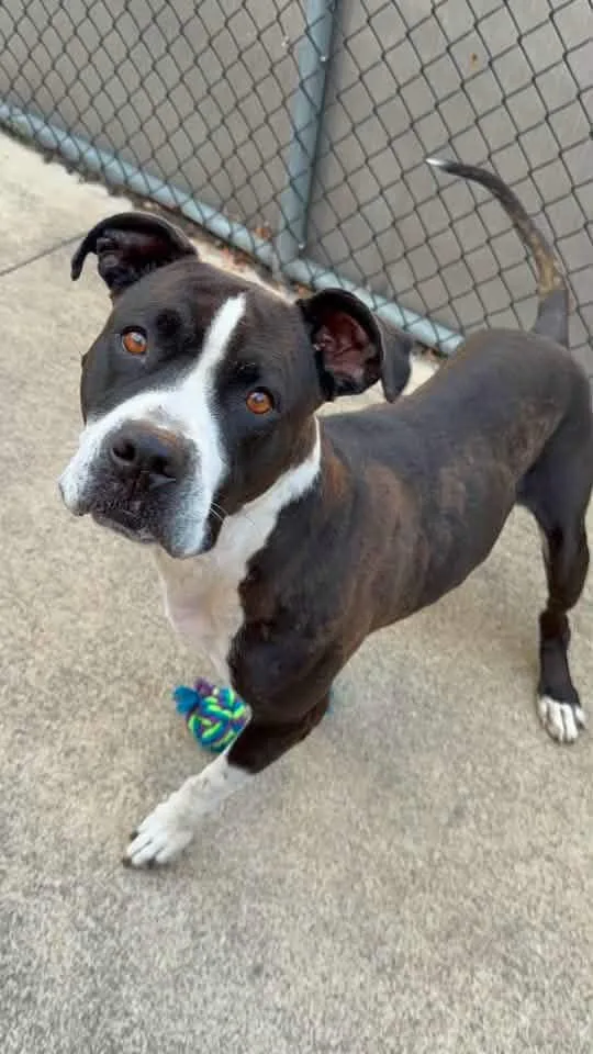 An adult medium-sized female White / Cream Pit Bull Terrier dog named Starlene for adoption in Chicago, IL