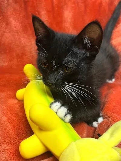 Pip