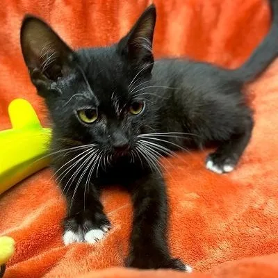 Pip thumbnail 2
