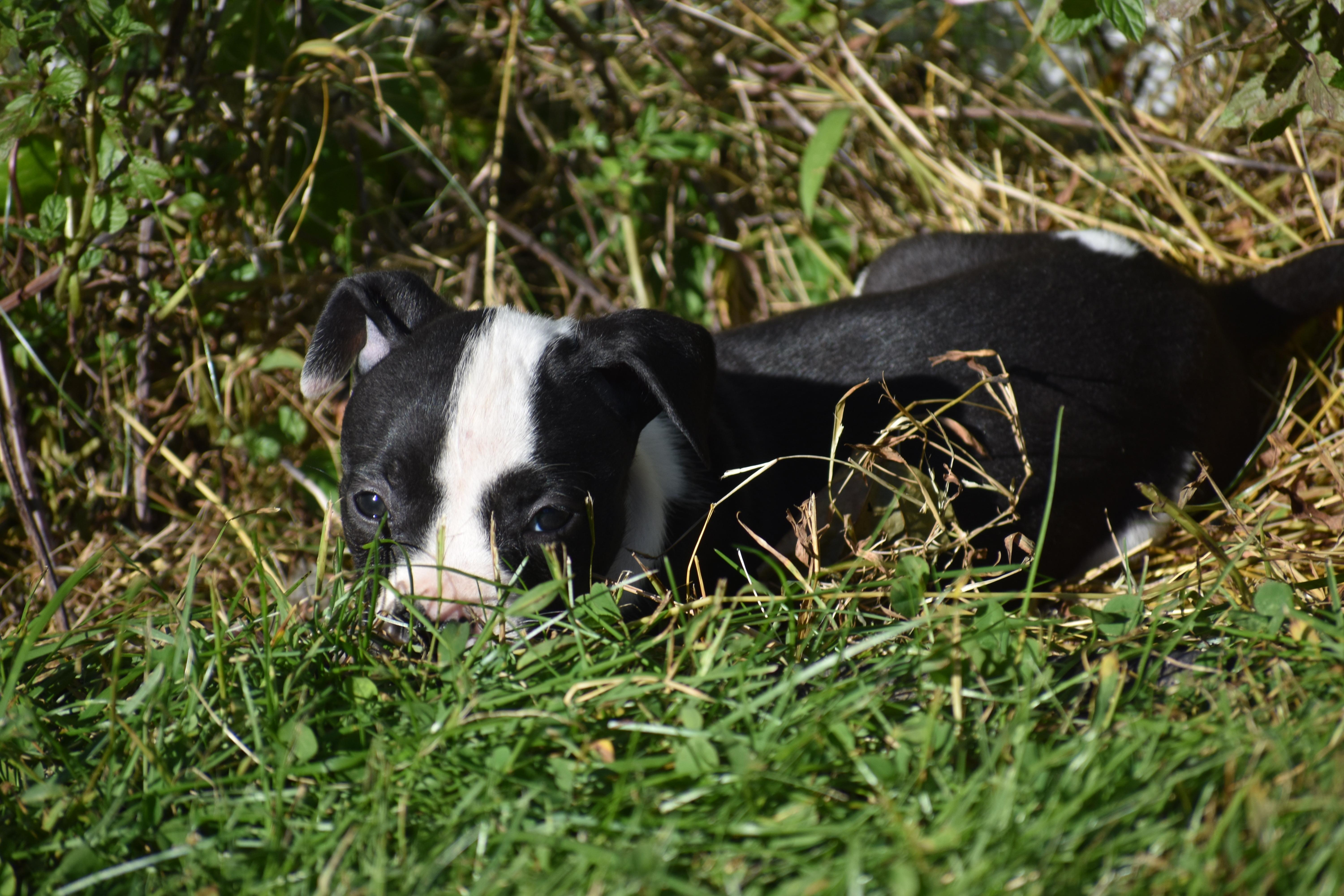 Posy Mama Petunia's Litter thumbnail 5