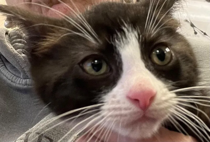 A baby medium-sized female Domestic Medium Hair cat named Sylvia for adoption in Saginaw, MI