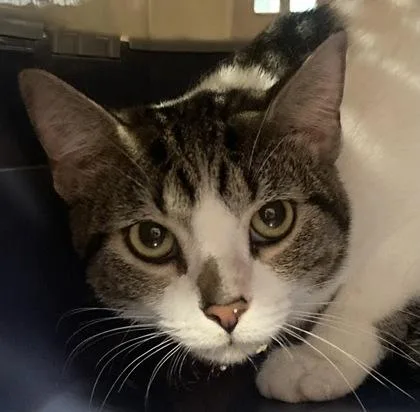 An adult medium-sized male Domestic Short Hair cat named Beanie Baby for adoption in Cincinnati, OH