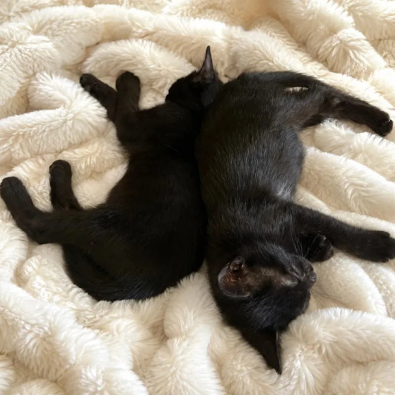 A baby small-sized female Black American Shorthair cat named Lucy for adoption in Oceanside, NY