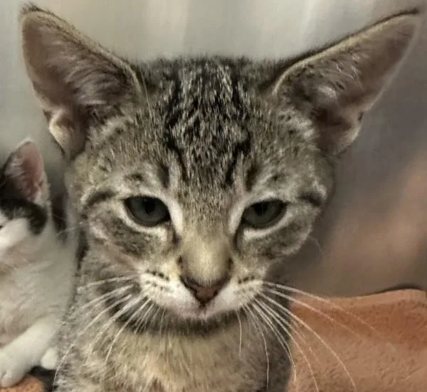 A baby small-sized male Domestic Short Hair cat named Ghost for adoption in Walnut Creek, CA