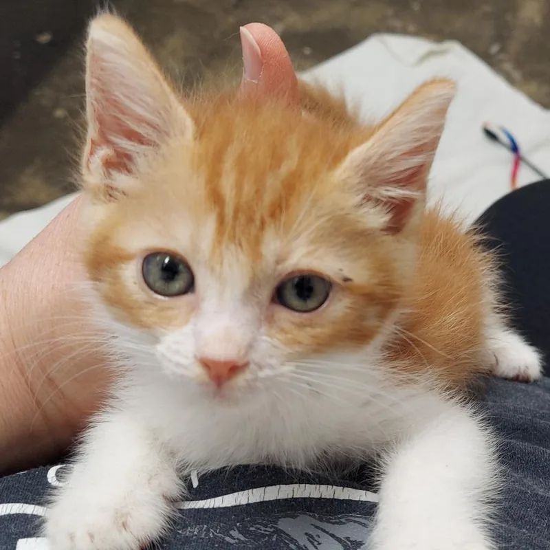 A baby small-sized female Orange / Red Domestic Short Hair cat named Cass for adoption in Los Angeles, CA