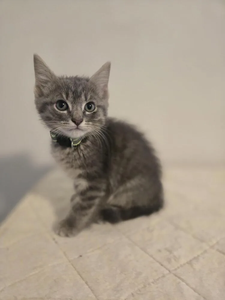 A baby small-sized male Gray / Blue / Silver Tabby cat named Purrlock Holmes for adoption in Cary, NC