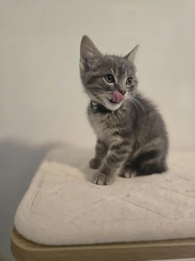 Purrlock Holmes thumbnail 2