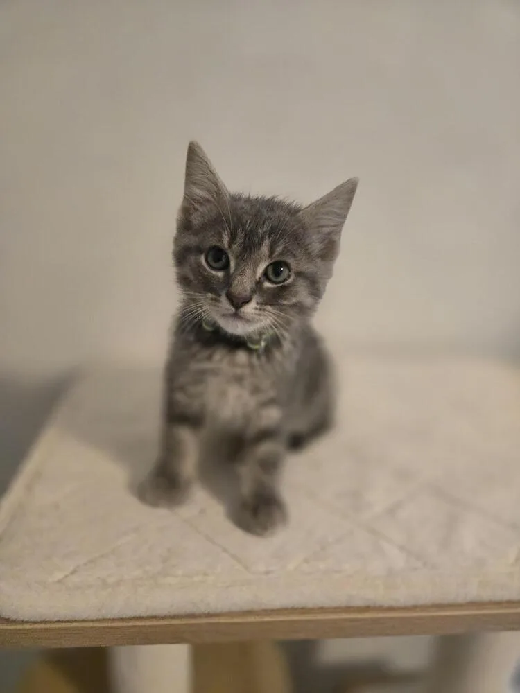 Purrlock Holmes thumbnail 3
