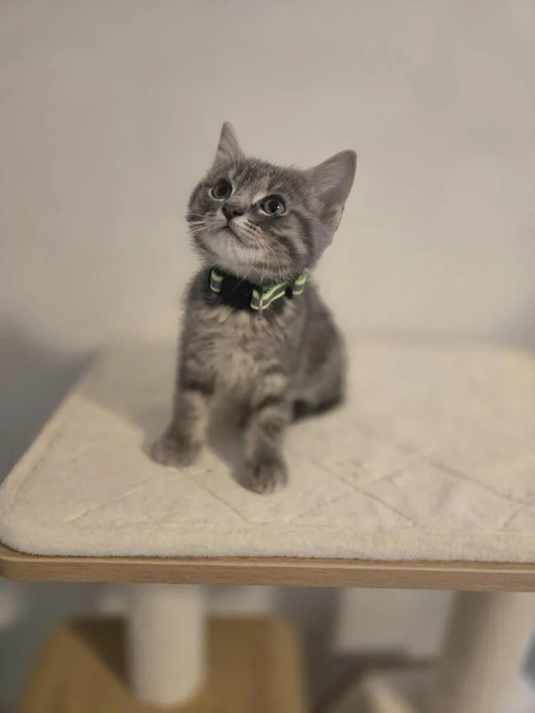 Purrlock Holmes thumbnail 4