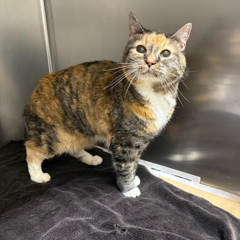 A senior medium-sized female Calico Domestic Short Hair cat named Kit for adoption in Milton, FL