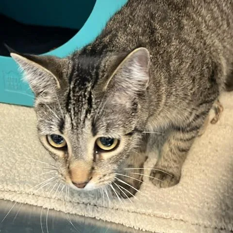 A young medium-sized female Brown / Chocolate Domestic Short Hair cat named Kora for adoption in Baltimore, MD