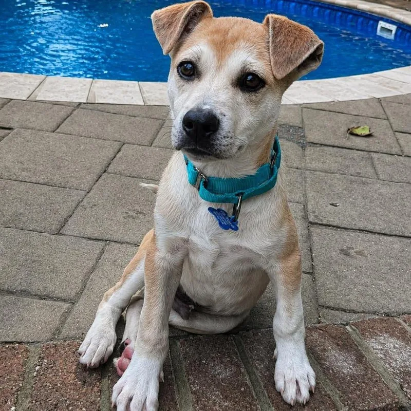 A baby large-sized male Yellow / Tan / Blond / Fawn Labrador Retriever dog named Joey for adoption in Phoenix, MD