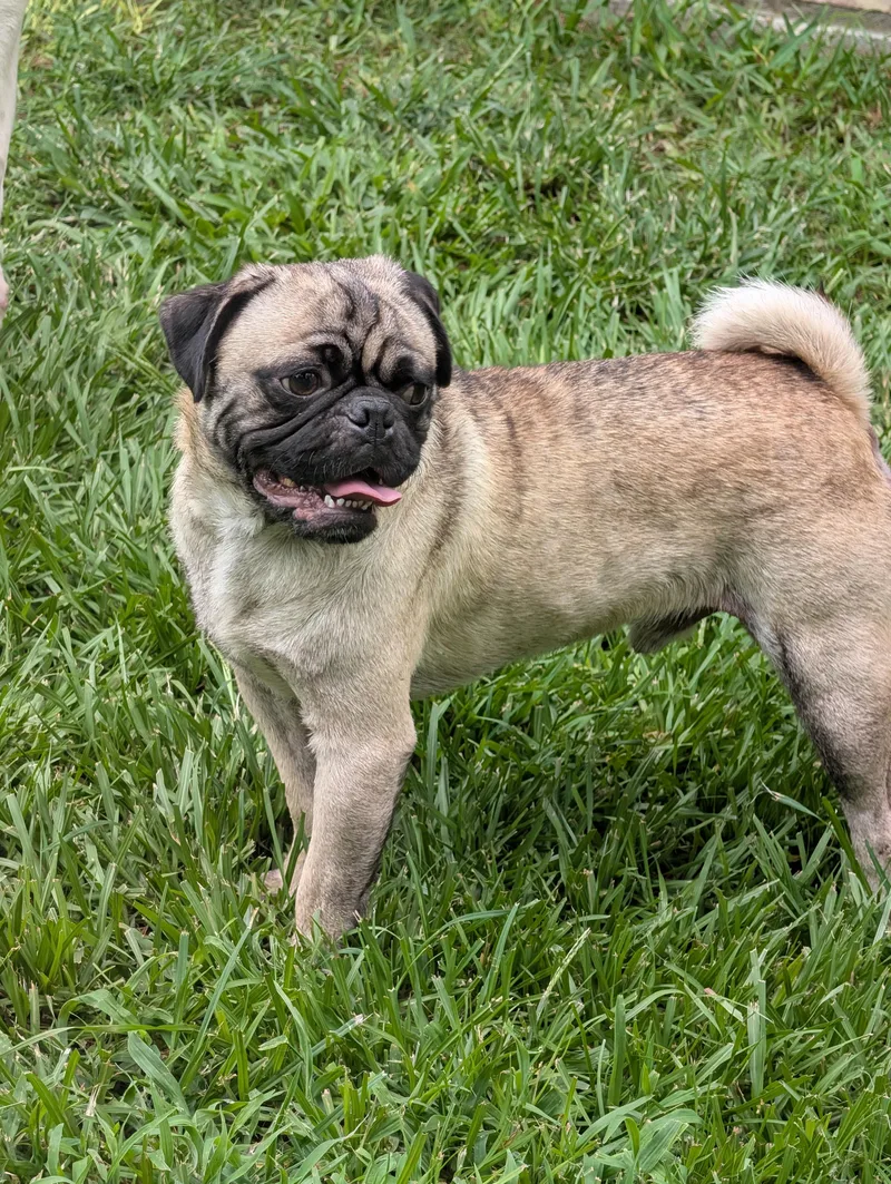 An adult small-sized male Yellow / Tan / Blond / Fawn Pug dog named Poki for adoption in Baton Rouge, LA