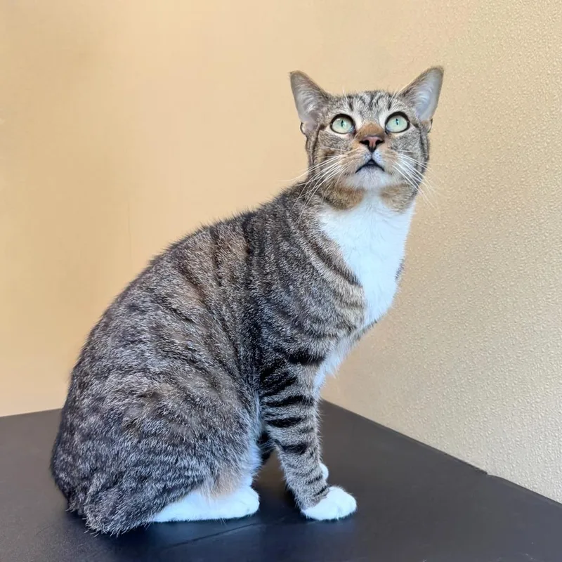 Tank Evans thumbnail 3