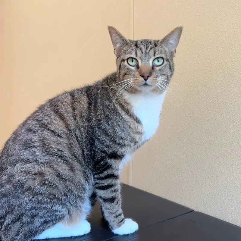 Tank Evans thumbnail 4