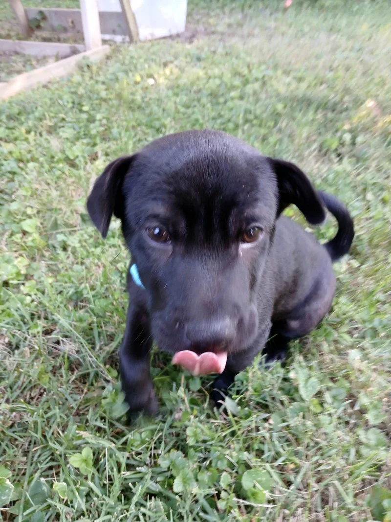 A baby medium-sized male Dachshund dog named Binnington for adoption in St. Louis, MO