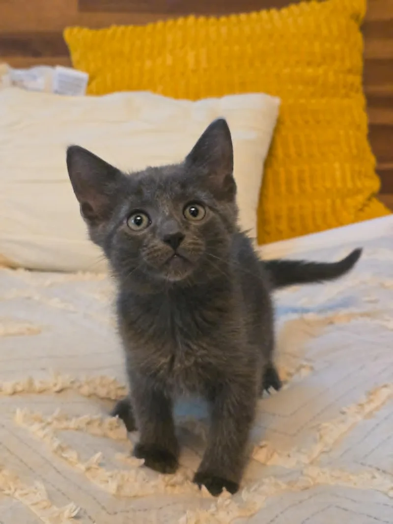 A baby medium-sized male Gray / Blue / Silver Domestic Short Hair cat named Smoke for adoption in Mullica Hill, NJ