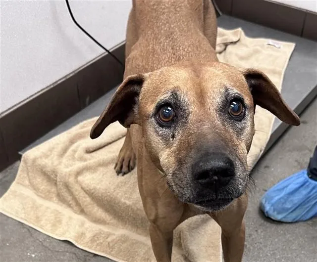 A senior medium-sized male Pit Bull Terrier dog named Angus for adoption in Tucson, AZ
