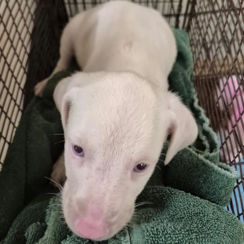 A baby small-sized male Yellow / Tan / Blond / Fawn Mixed Breed dog named White Noise for adoption in Port Richey, FL