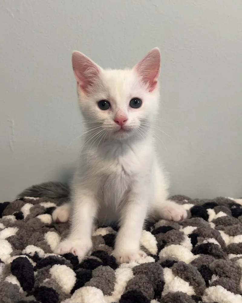 A baby medium-sized male White Domestic Short Hair cat named Buddy for adoption in Mullica Hill, NJ