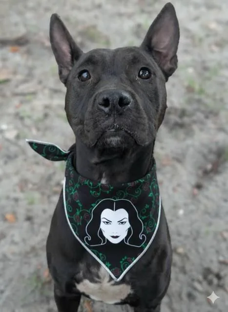 Morticia
