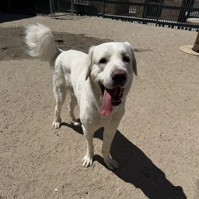 A young extra large-sized male Great Pyrenees dog named Falkor for adoption in Thousand Palms, CA